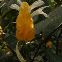 Pachystachys lutea Nees